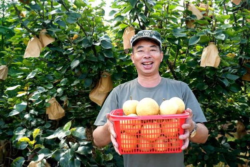 福建永定臺(tái)灣脆梨豐收上市，生態(tài)農(nóng)業(yè)守護(hù)無脊椎動(dòng)物多樣性